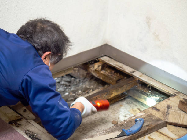 Best Residential Mold Removal  in New Hempstead, NY