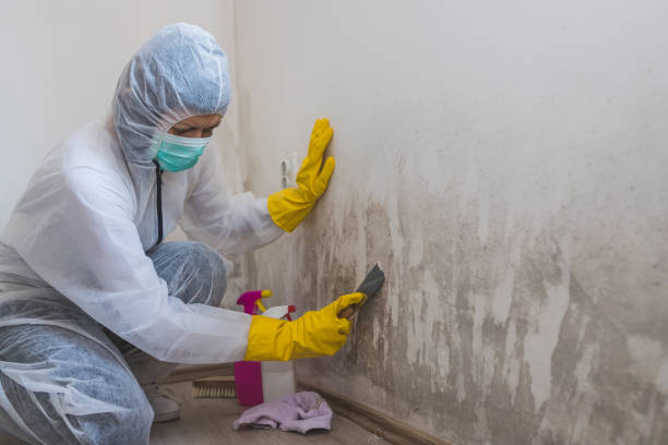 Best Certified Mold Removal  in New Hempstead, NY