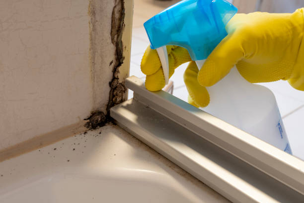 Best Home Mold Removal  in New Hempstead, NY