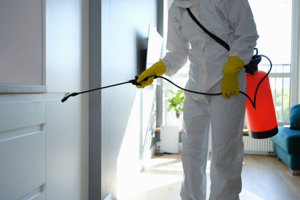 Best Mold Removal Company Near Me  in New Hempstead, NY