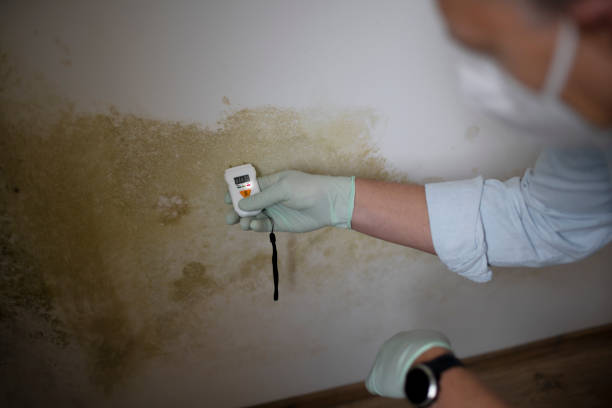 Best Emergency Mold Removal  in New Hempstead, NY