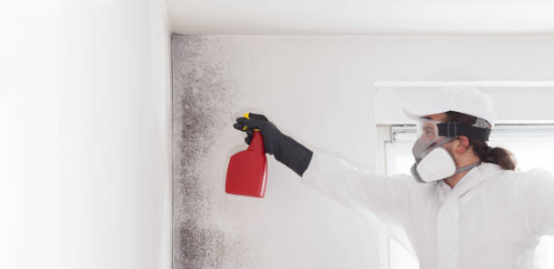 Best Professional Mold Removal  in New Hempstead, NY