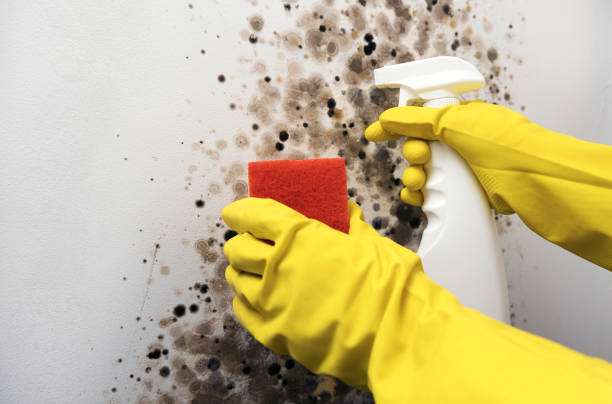 Best Toxic Mold Removal  in New Hempstead, NY