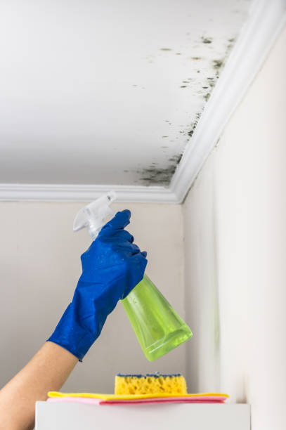 Best Residential Mold Removal  in New Hempstead, NY